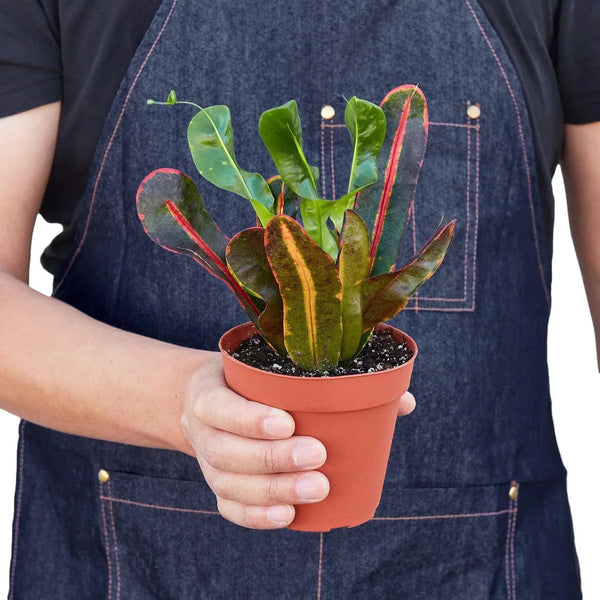 Croton 'Mammy' - Gifts for You 'n Me