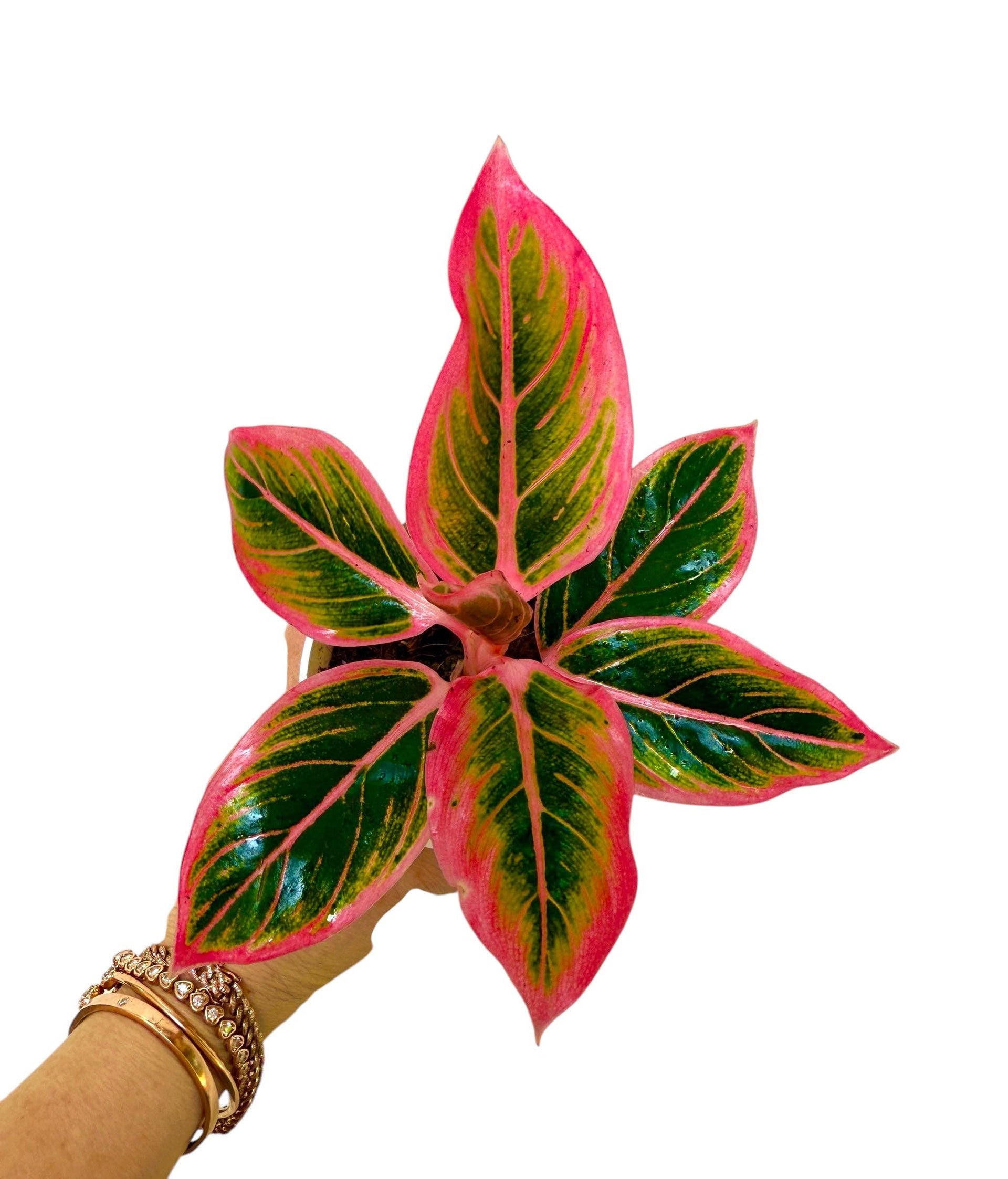 Plant Vault - Aglaonema Lotus Delight