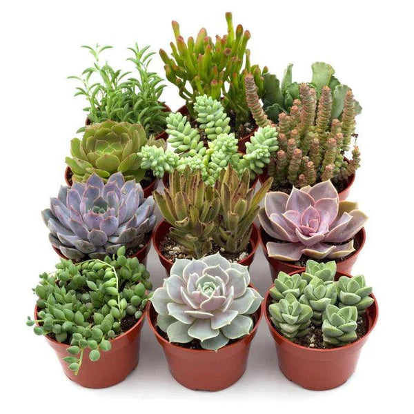 Assorted Succulent Variety - Gifts for You 'n Me