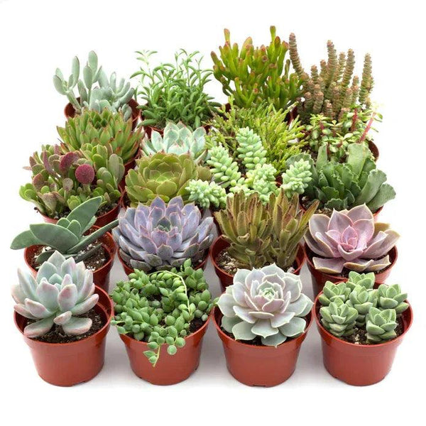 Assorted Succulent Variety - Gifts for You 'n Me