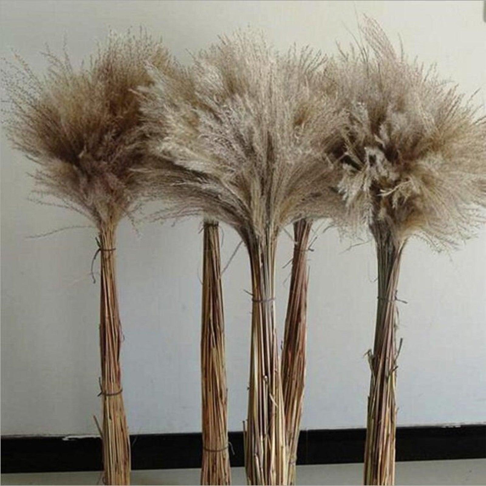 50Pcs/Bunch 50cm Natural Phragmites Reed Flowers Bulrush Bouquet Big Dried Pampas Grass Wedding Decoration Home Fall Decor