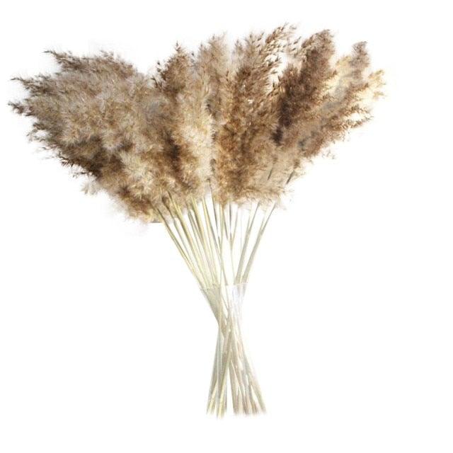 50Pcs/Bunch 50cm Natural Phragmites Reed Flowers Bulrush Bouquet Big Dried Pampas Grass Wedding Decoration Home Fall Decor