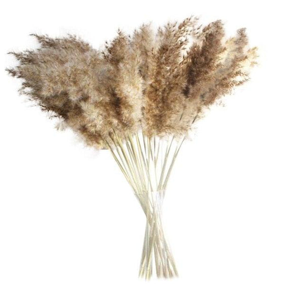 50Pcs/Bunch 50cm Natural Phragmites Reed Flowers Bulrush Bouquet Big Dried Pampas Grass Wedding Decoration Home Fall Decor