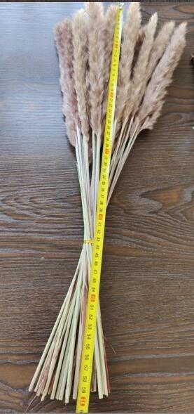 50Pcs/Bunch 50cm Natural Phragmites Reed Flowers Bulrush Bouquet Big Dried Pampas Grass Wedding Decoration Home Fall Decor