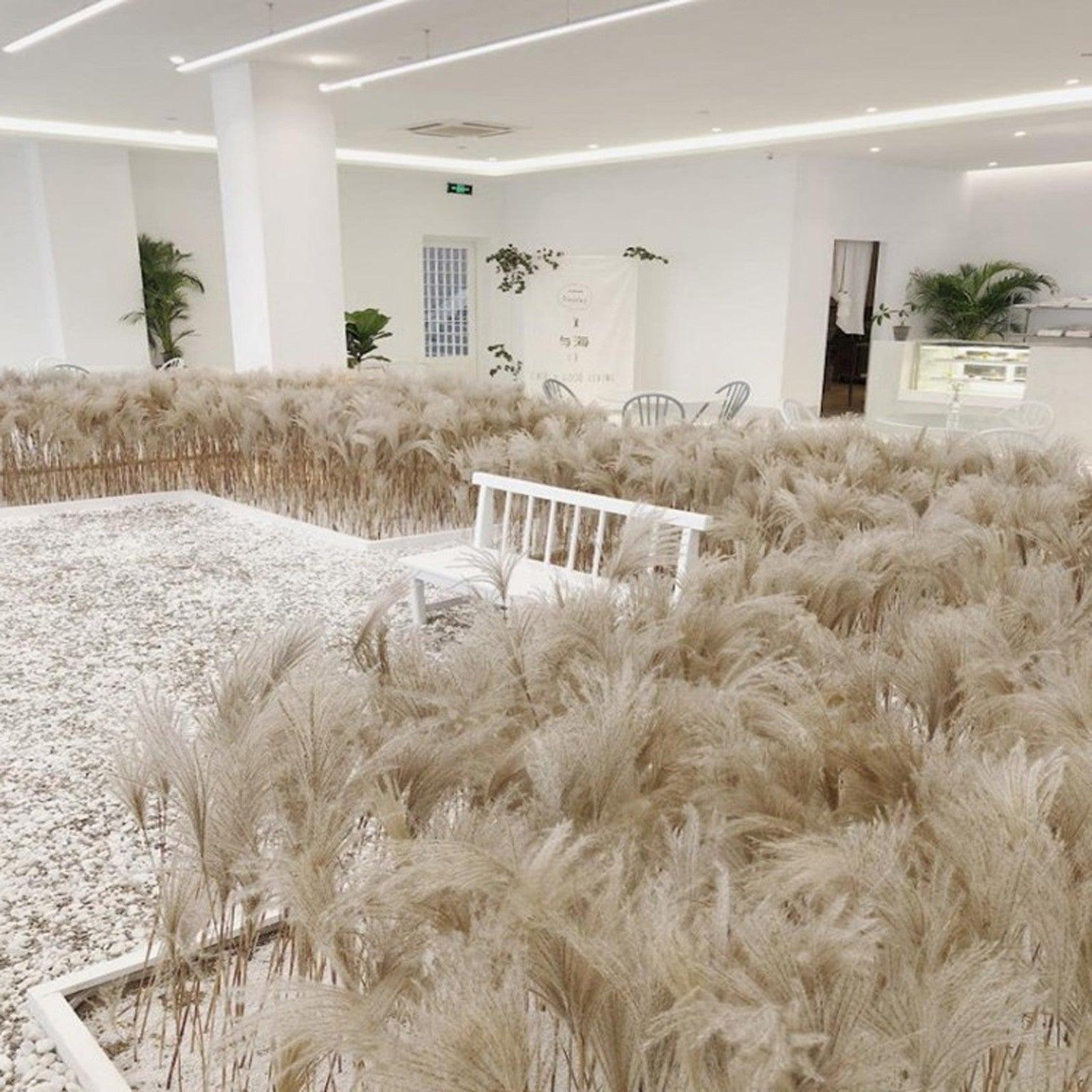 50Pcs/Bunch 50cm Natural Phragmites Reed Flowers Bulrush Bouquet Big Dried Pampas Grass Wedding Decoration Home Fall Decor