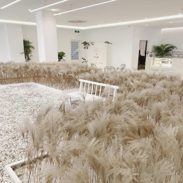 50Pcs/Bunch 50cm Natural Phragmites Reed Flowers Bulrush Bouquet Big Dried Pampas Grass Wedding Decoration Home Fall Decor