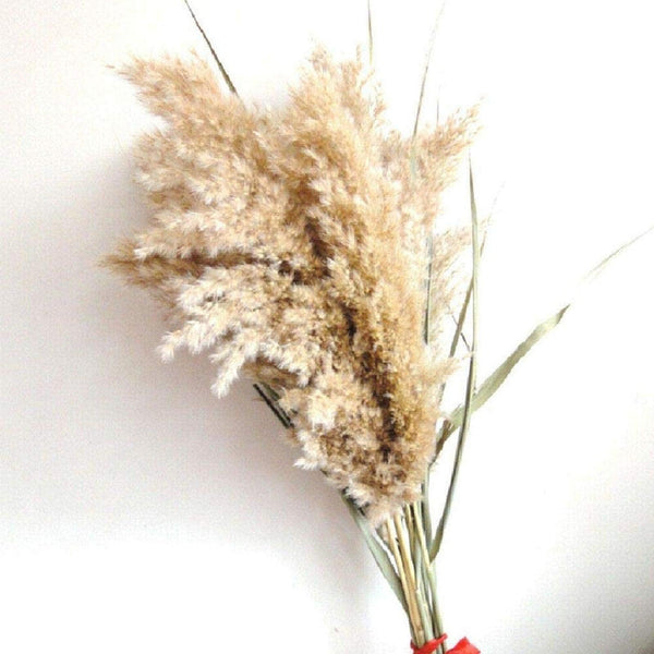 50Pcs/Bunch 50cm Natural Phragmites Reed Flowers Bulrush Bouquet Big Dried Pampas Grass Wedding Decoration Home Fall Decor