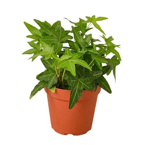 English Ivy Green California - Gifts for You 'n Me