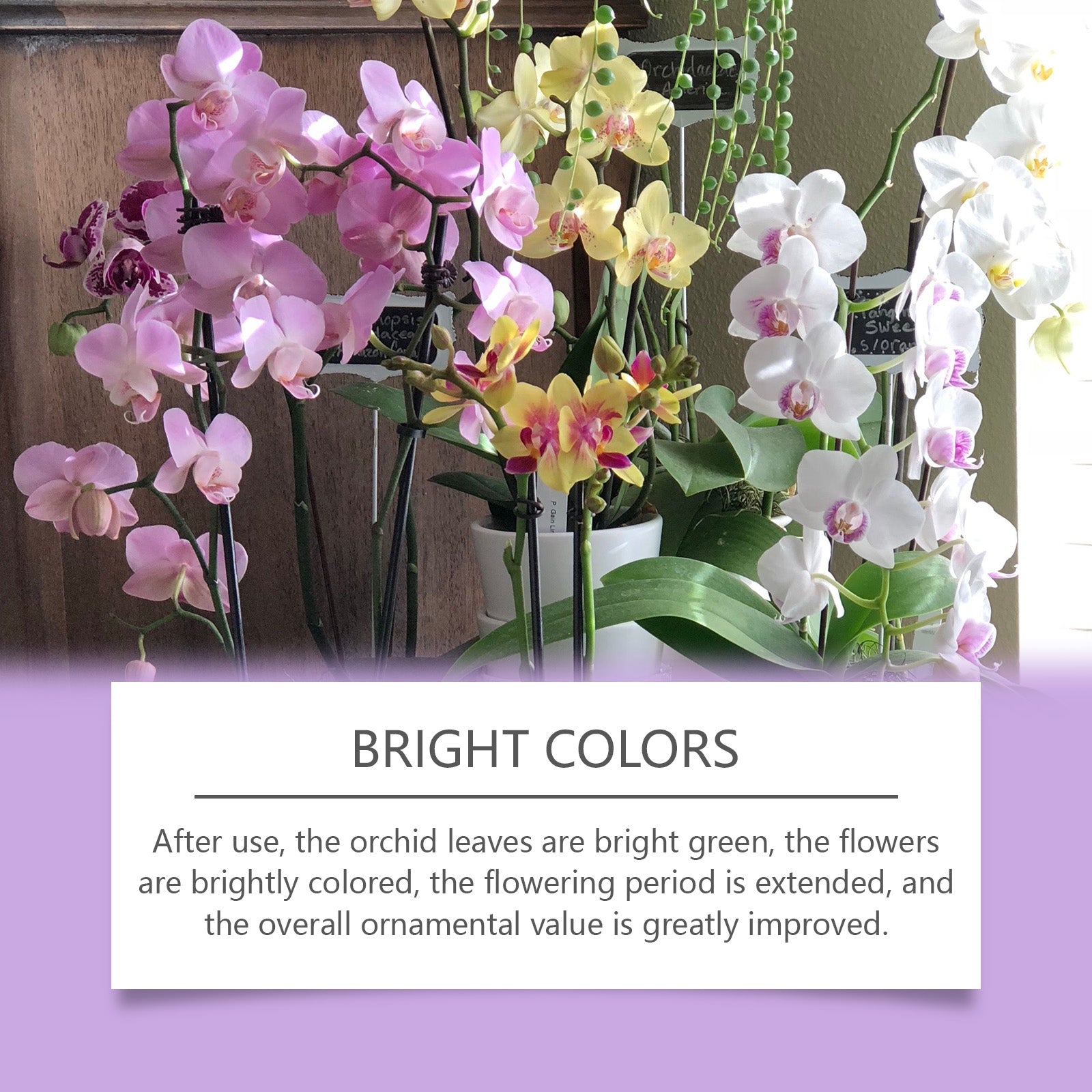 Orchid Plant Growth Agent Flower Green Plant Special Nutrient Solution For Orchid Pot Common