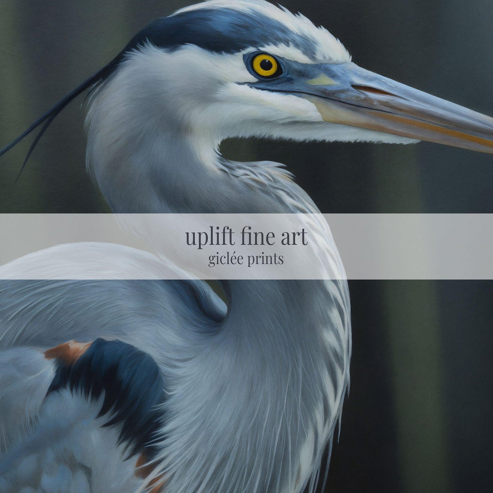 Blue Heron Portrait Canvas Art Print