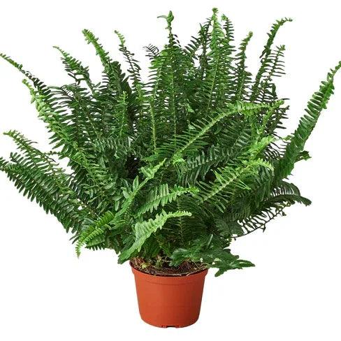 Jester's Crown Fern (Boston Fern) - Gifts for You 'n Me