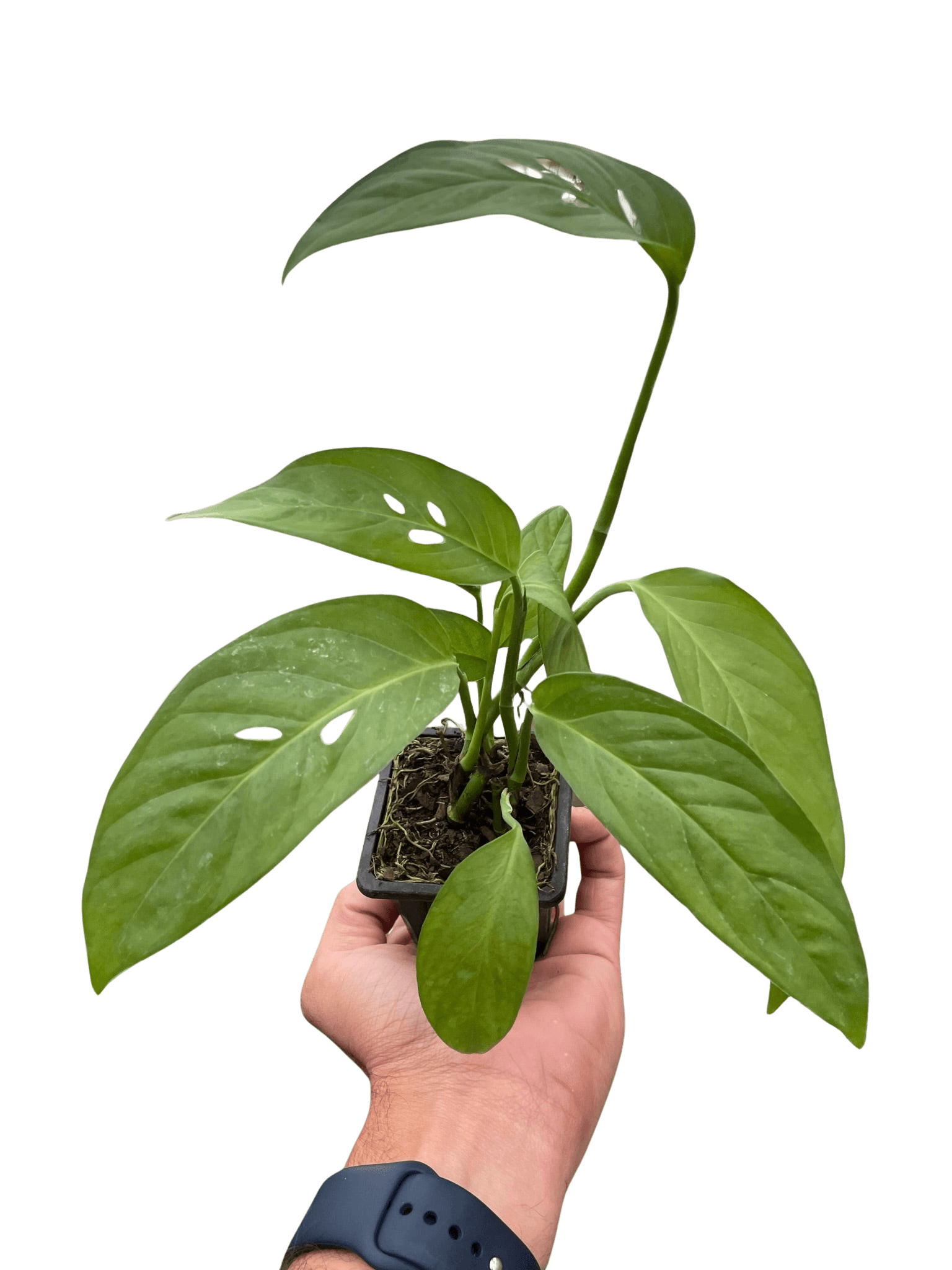 Monstera Adansonii Swiss Cheese | Easy Care Vining Plant | House Plant Shop