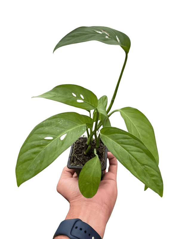 Monstera Adansonii Swiss Cheese | Easy Care Vining Plant | House Plant Shop