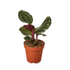 Calathea Roseopicta 'Medallion' - 4" Pot / Nursery Pot
