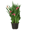Calla Lily | Elegant Flowering Plant in Multiple Colors | House Plant Shop