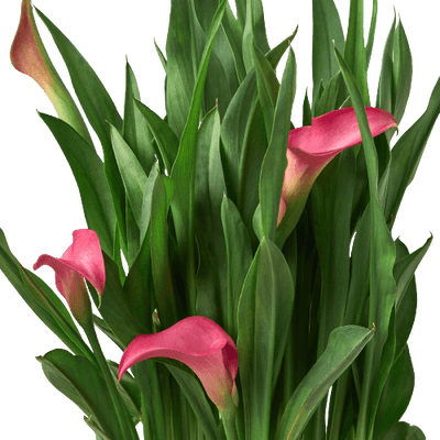 Calla Lily | Elegant Flowering Plant in Multiple Colors | House Plant Shop