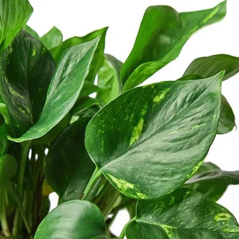 Pothos 'Golden' - Gifts for You 'n Me