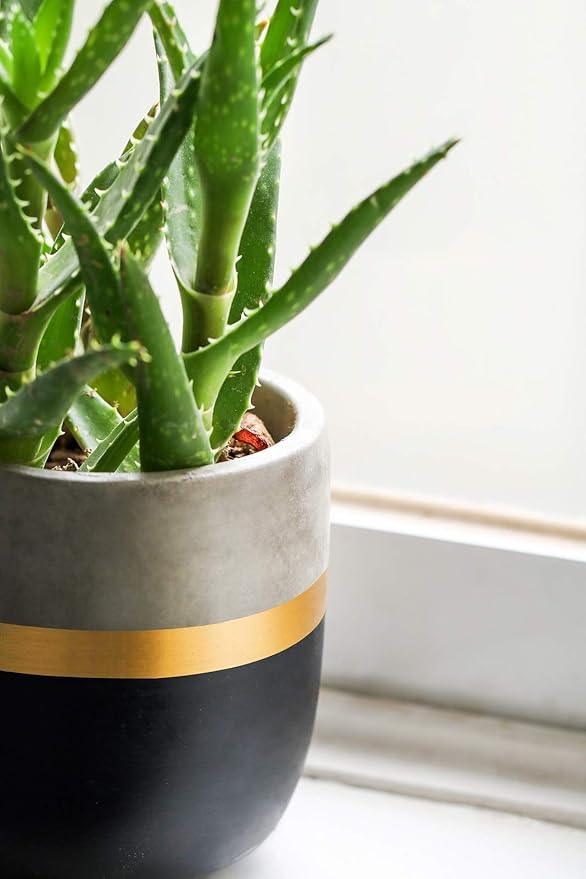Dahey 3 Pack Small Cement Succulent Planter Pots 4 Inch Modern Mini Concrete Flower Pots Indoor Outdoor for Cactus Herb or Small Plants Home Decor