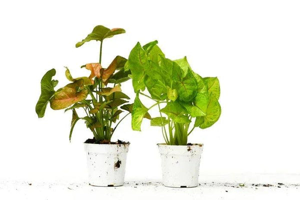 2 Syngonium Variety (Arrowhead Plant) - Gifts for You 'n Me