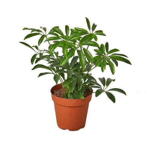 Schefflera Arboricola 'Umbrella' - Gifts for You 'n Me