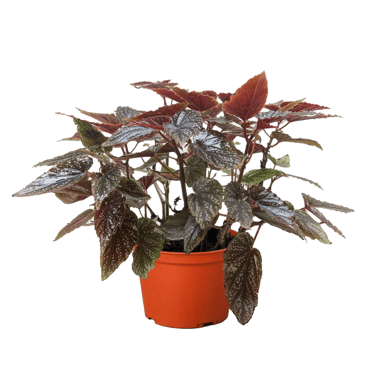 Begonia 'Corallina'