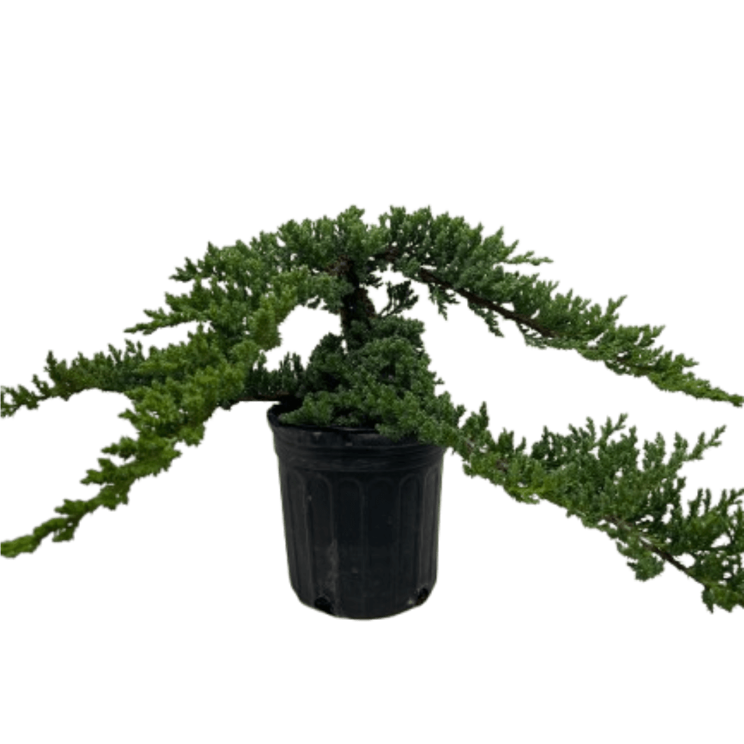 Bonsai Juniper