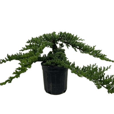 Bonsai Juniper