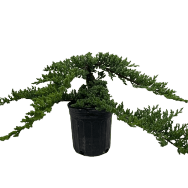 Bonsai Juniper