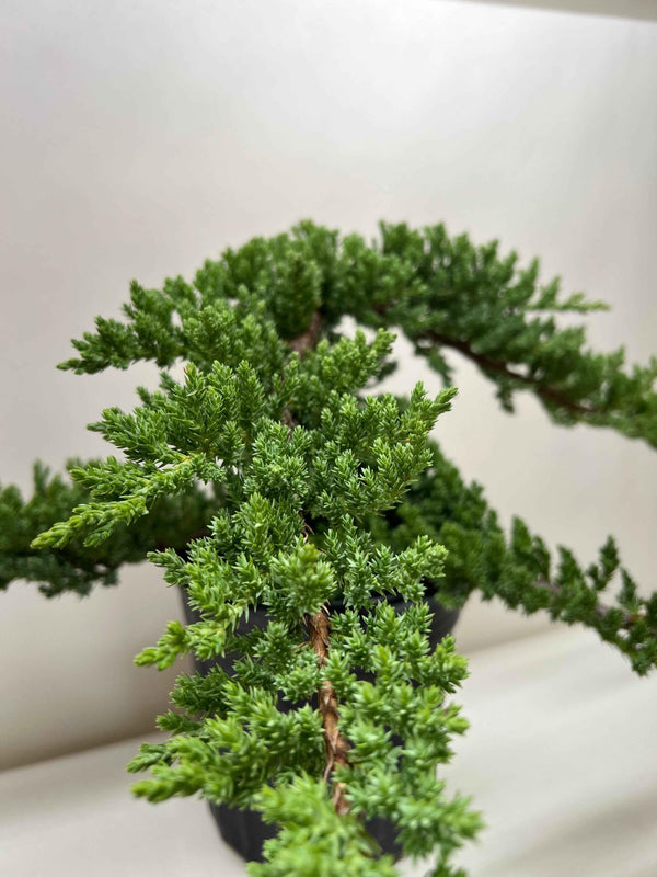 Bonsai Juniper
