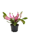 Bromeliad Donna | Pink Flowering Tropical Plant | House Plant Shop