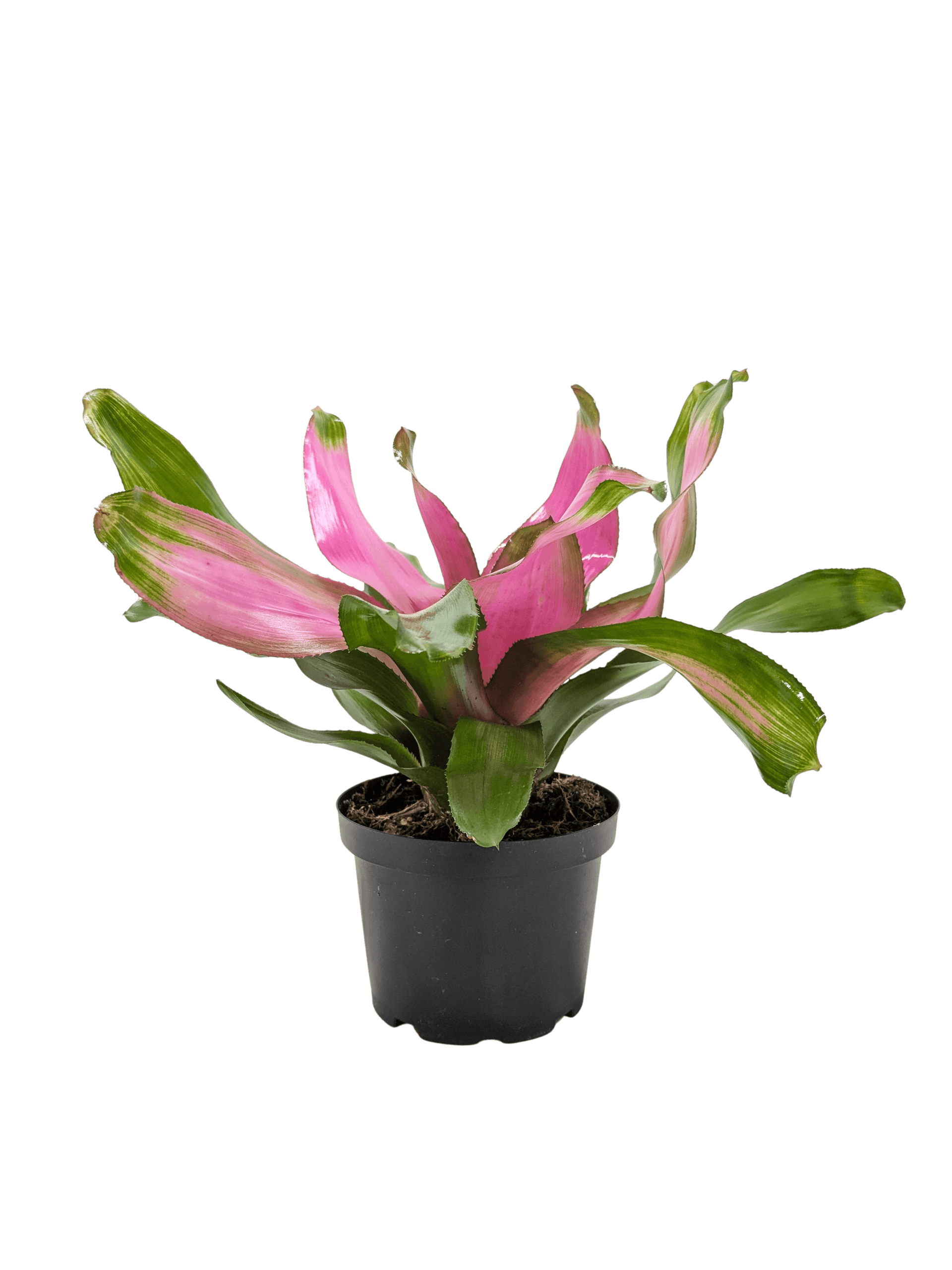 Bromeliad Donna | Pink Flowering Tropical Plant | House Plant Shop