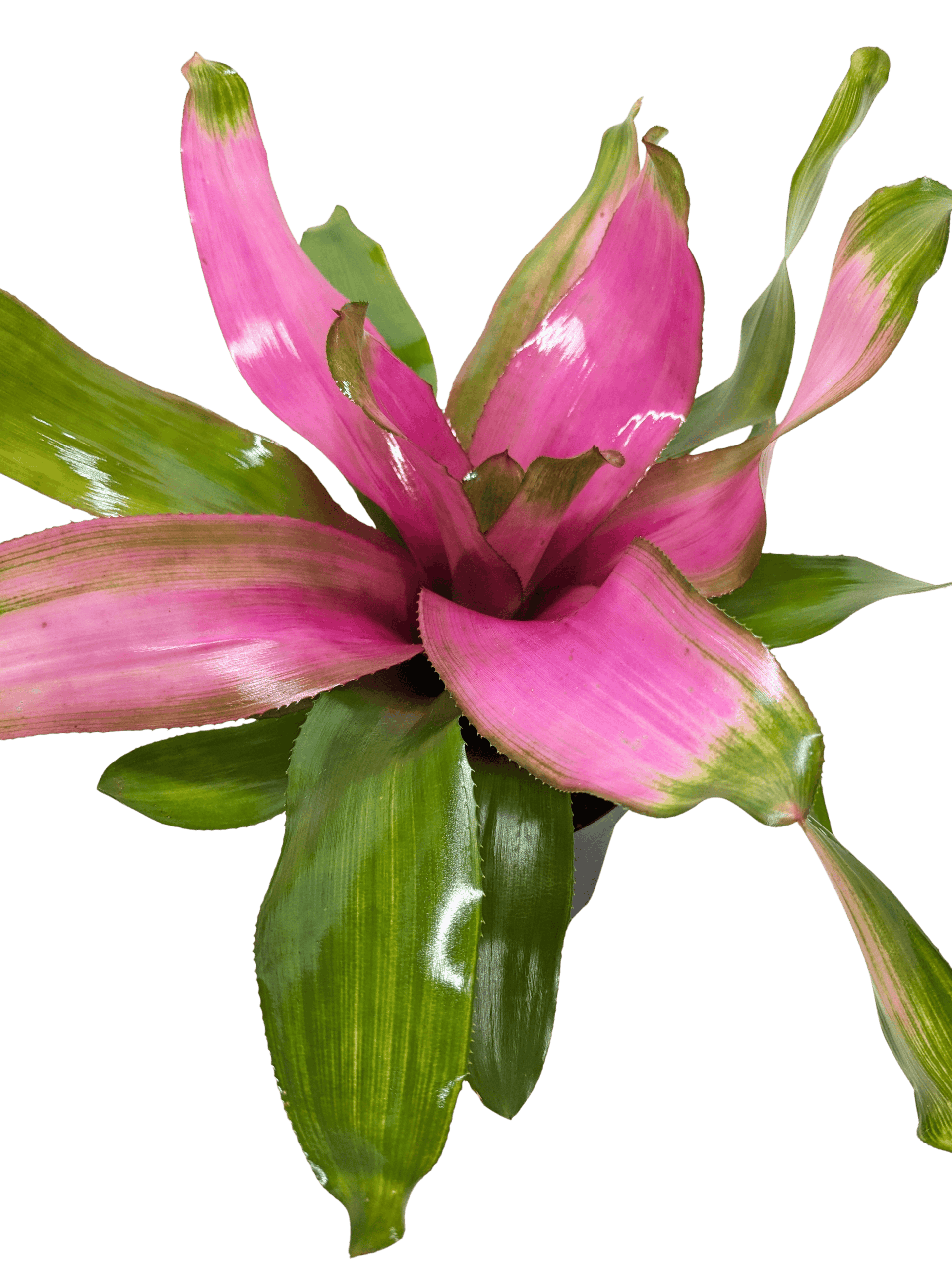 Bromeliad Donna | Pink Flowering Tropical Plant | House Plant Shop