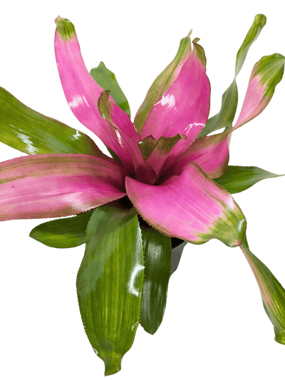 Bromeliad Donna | Pink Flowering Tropical Plant | House Plant Shop