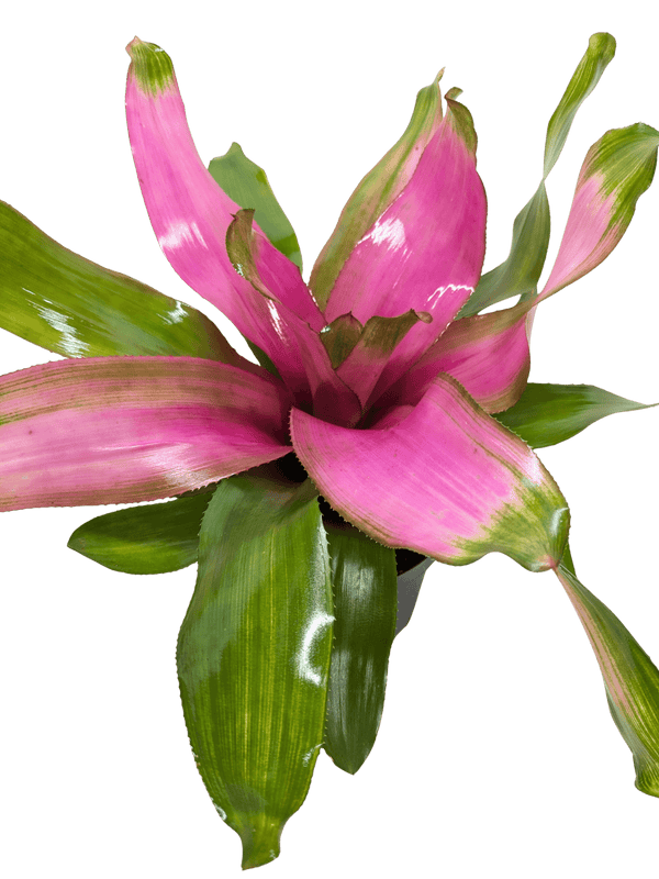 Bromeliad Donna | Pink Flowering Tropical Plant | House Plant Shop