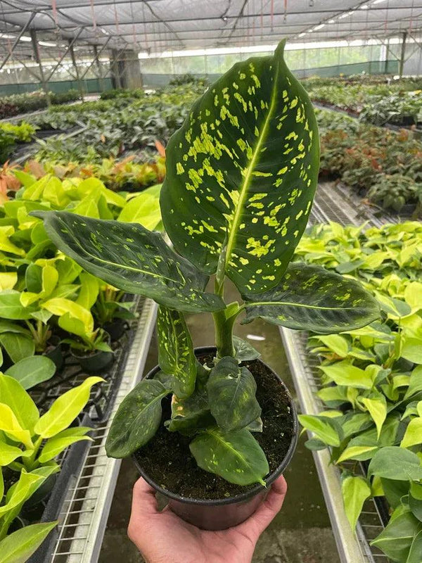 Dieffenbachia 'Reflector' - Gifts for You 'n Me