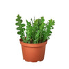Epiphyllum 'Ric Rac' Cactus - 4" Pot