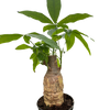 Money Tree 'Guiana Chestnut' Pachira Stump