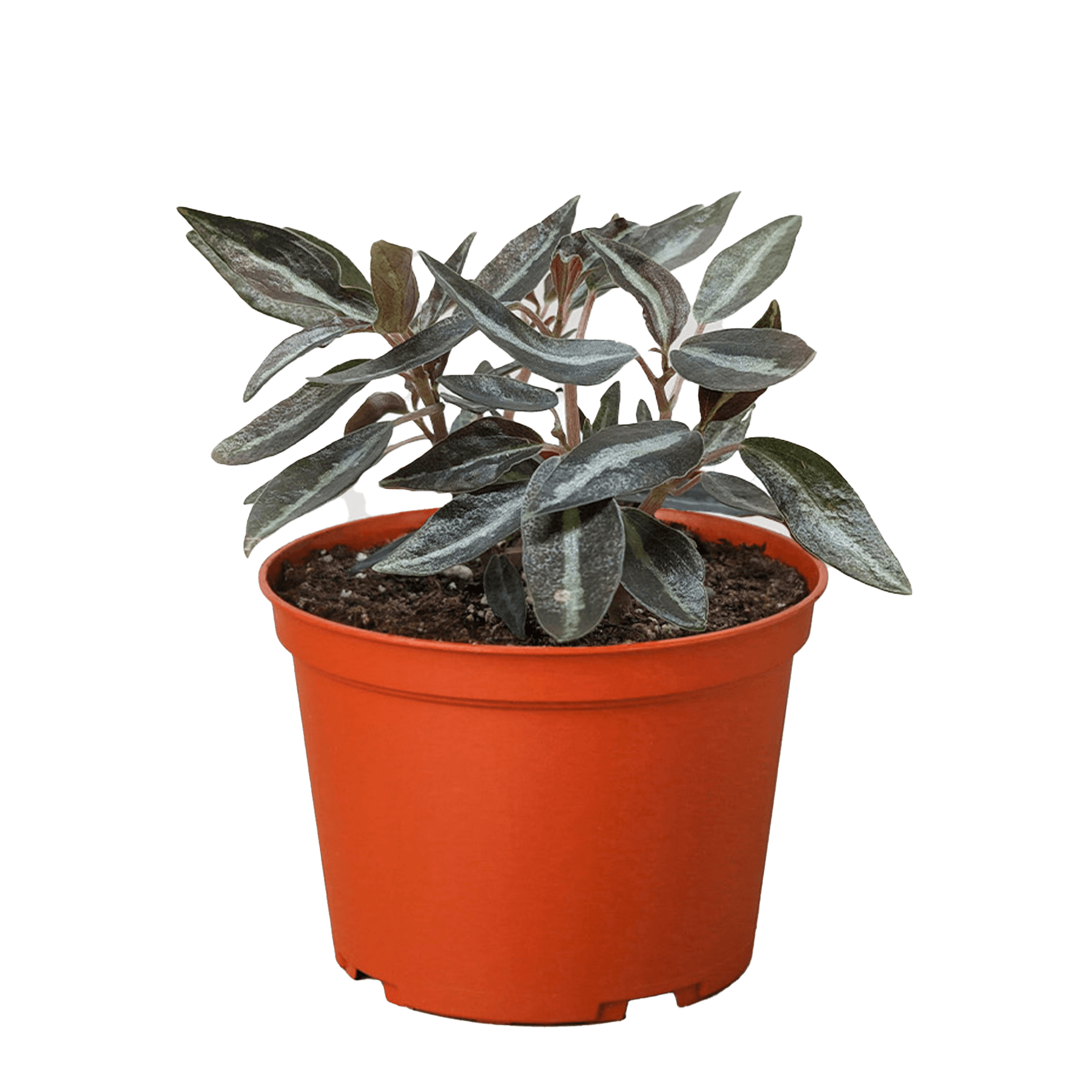 Peperomia 'Metallica'