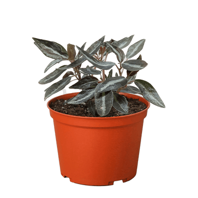 Peperomia 'Metallica'