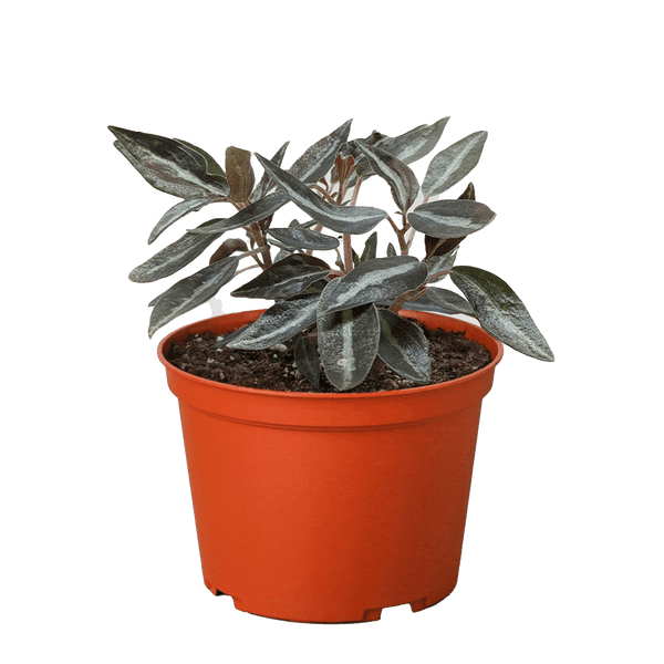Peperomia 'Metallica'