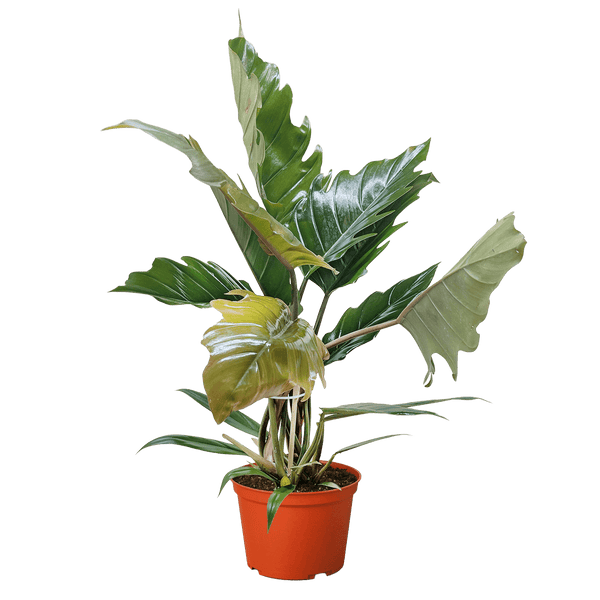 Philodendron Choco Empress