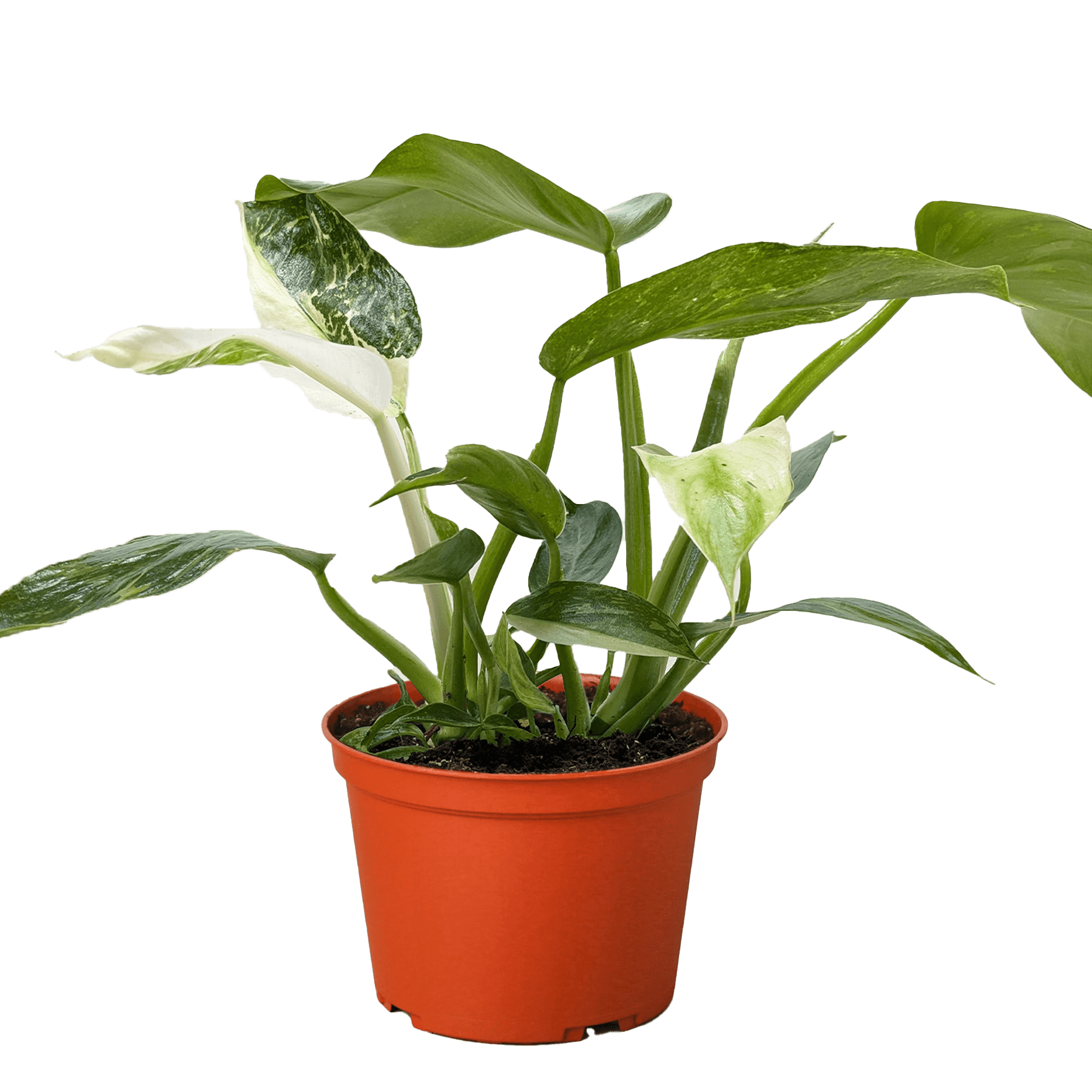 Philodendron Jose Bueno