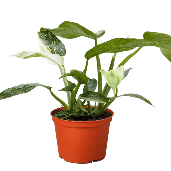 Philodendron Jose Bueno