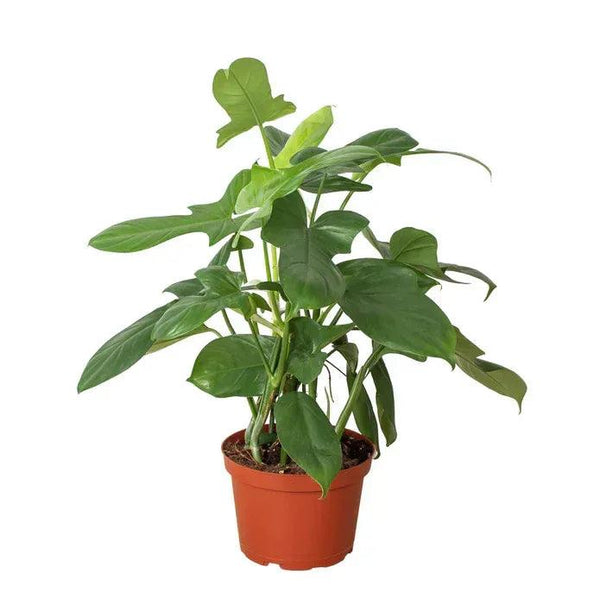 Philodendron 'Silver Sword' - Gifts for You 'n Me
