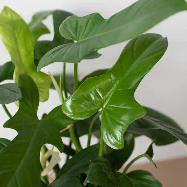 Philodendron 'Silver Sword' - Gifts for You 'n Me