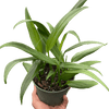 Pothos 'Silver Streak'