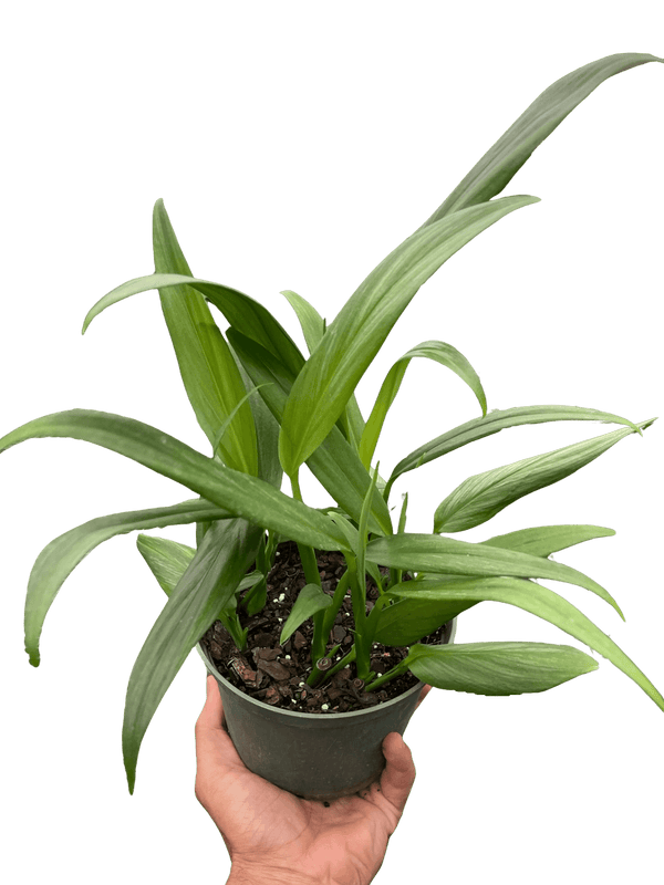 Pothos 'Silver Streak'