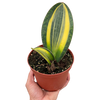Variegated Shark Fin Snake Plant