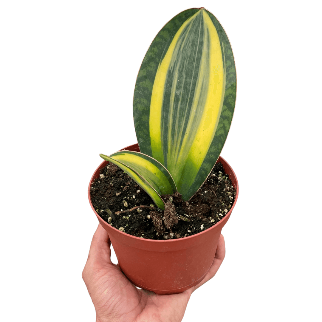 Variegated Shark Fin Snake Plant