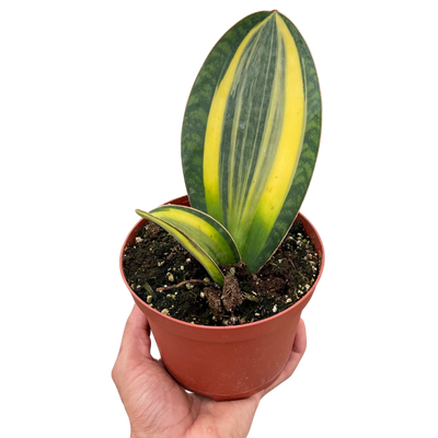 Variegated Shark Fin Snake Plant